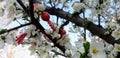 Martenitsa, Martinka, handmade bracelets on blossoming tree. Baba Marta Day, March 1