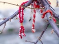 Martenitsa or Martisor - bulgarian and romanian tradition Royalty Free Stock Photo