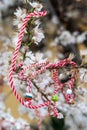 Martenitsa or Martisor - bulgarian and romanian tradition Royalty Free Stock Photo