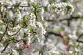 Martenitsa Tied to a blooming tree. Martisor. Baba Marta holiday.