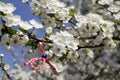 Martenitsa Tied to a blooming tree. Martisor. Baba Marta holiday.