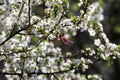 Martenitsa Tied to a blooming tree. Martisor. Baba Marta holiday.