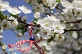 Martenitsa Tied to a blooming tree. Martisor. Baba Marta holiday. Royalty Free Stock Photo