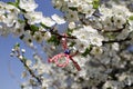 Martenitsa Tied to a blooming tree. Martisor. Baba Marta holiday.