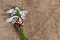 Martenitsa - traditional Bulgarian custom - fabric with snowdrops Royalty Free Stock Photo