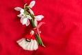 Martenitsa - traditional Bulgarian custom - red background with snowdrops