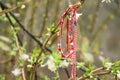 `Martenitsa` - traditional bulgarian bracelet tied on the blossom tree Royalty Free Stock Photo