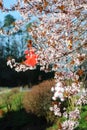 Martenitsas on flowering plum Royalty Free Stock Photo