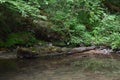 Martental, Germany - 06 02 2022: Small river below the waterfall in Martental with huge driftwood