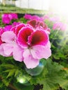 Martha Washington geranium Royalty Free Stock Photo