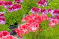 Martha Washington geraniums in pots in Spring