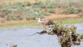 Martial Eagle, Juvenile perching on a stick Royalty Free Stock Photo
