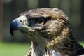 Martial eagle Royalty Free Stock Photo