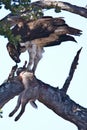 Martial Eagle Royalty Free Stock Photo