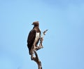 Martial Eagle Royalty Free Stock Photo