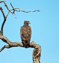 Martial Eagle Royalty Free Stock Photo