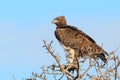 Martial Eagle Royalty Free Stock Photo