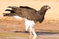 Martial Eagle Royalty Free Stock Photo