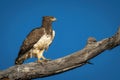 Martial eagle on branch against blue sky Royalty Free Stock Photo