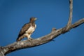 Martial eagle on branch in blue sky Royalty Free Stock Photo