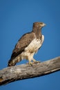 Martial eagle on branch with blue sky Royalty Free Stock Photo