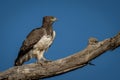 Martial eagle on branch under blue sky Royalty Free Stock Photo