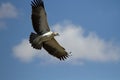 Martial Eagle In flight Royalty Free Stock Photo