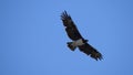 Martial Eagle flying around Royalty Free Stock Photo