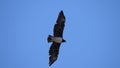 Martial Eagle flying Royalty Free Stock Photo