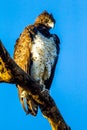 Martial Eagle Royalty Free Stock Photo