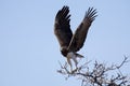 Martial eagle with large wings take off from tree against blue s Royalty Free Stock Photo