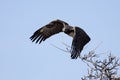 Martial eagle with large wings take off from tree against blue s Royalty Free Stock Photo