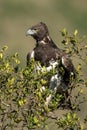 Martial eagle looking down from leafy bush Royalty Free Stock Photo
