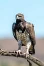 Martial eagle looks down from dead branch