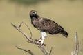 Martial eagle looks down from dead tree