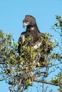 Martial eagle looks down from leafy bush