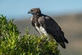 Martial eagle looks left in leafy bush