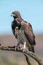 Martial eagle looks out from dead branch