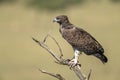 Martial eagle looks out from dead tree