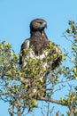 Martial eagle looks out from leafy bush