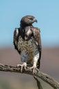 Martial eagle looks right from dead branch
