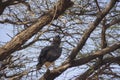 martial eagle, Okavango, Botswana, Afrika Royalty Free Stock Photo