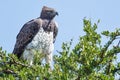 Martial Eagle Perched In Acacia