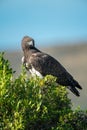 Martial eagle perching on bush turns head Royalty Free Stock Photo