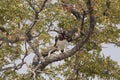 Martial eagle perching on the tree