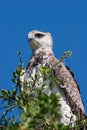 Martial Eagle Royalty Free Stock Photo