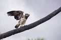 Martial Eagle, polemaetus bellicosus, Adult taking off from Branch, Kenya Royalty Free Stock Photo