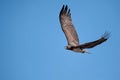 Martial Eagle (Polemaetus bellicosus) Royalty Free Stock Photo