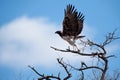 Martial Eagle (Polemaetus bellicosus) Royalty Free Stock Photo