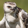 Martial eagle (Polemaetus bellicosus) Royalty Free Stock Photo